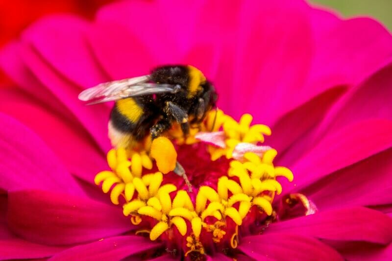 Push back the pollen