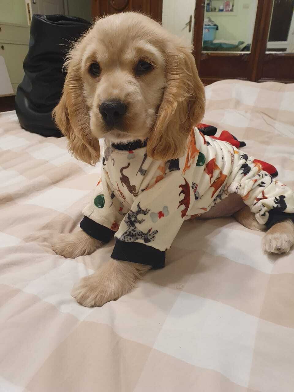 White - Pyjama