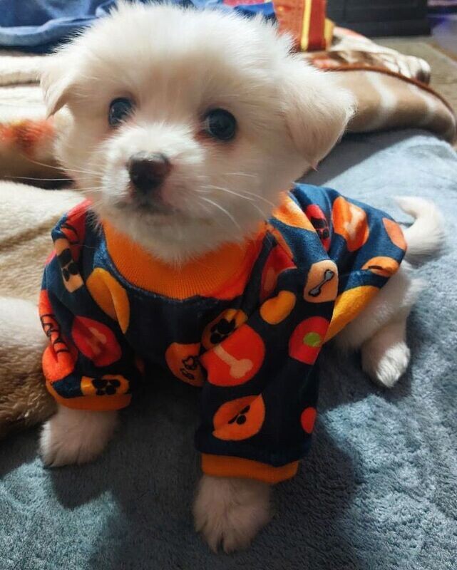 Orange - Pyjama