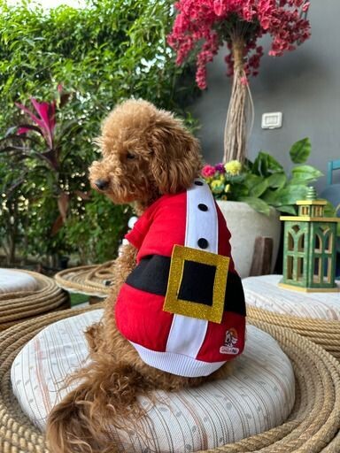Mr Santa - Chrsitmas