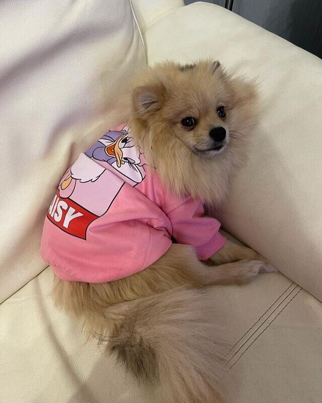 Daisy - Hoodie