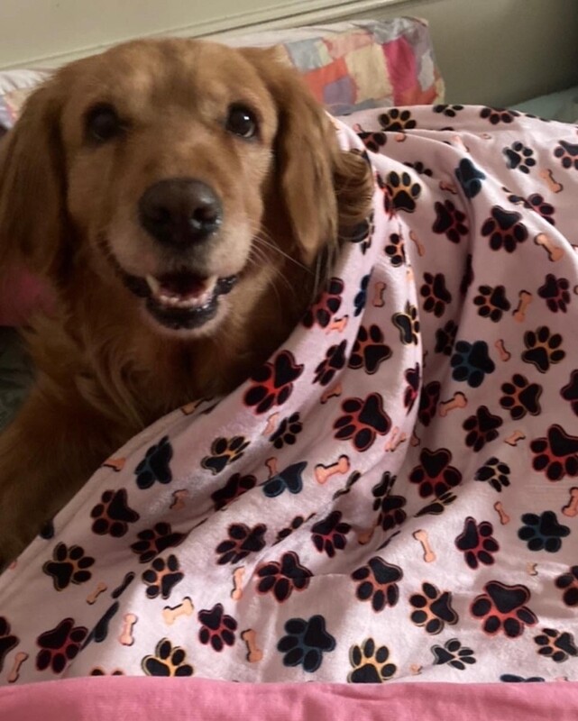 Paws - Blanket