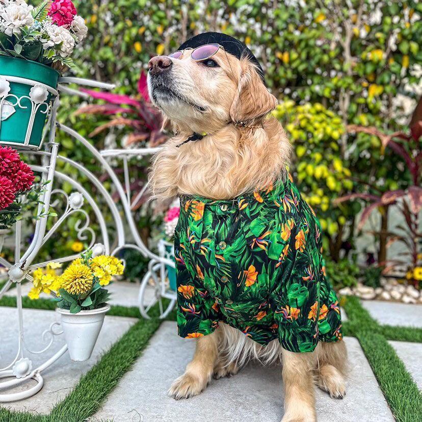 Stylish  - Hawaii Shirt