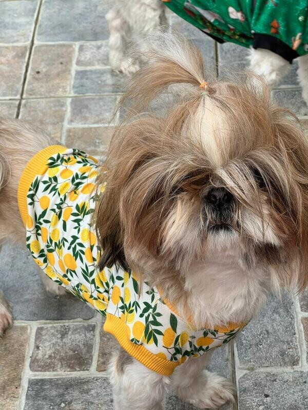 Stylish  - Lemon Shirt