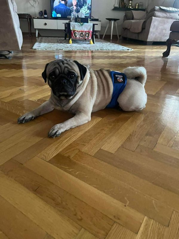 Male Dog Diaper