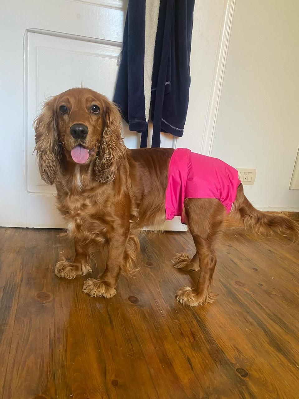Female Dog Diaper