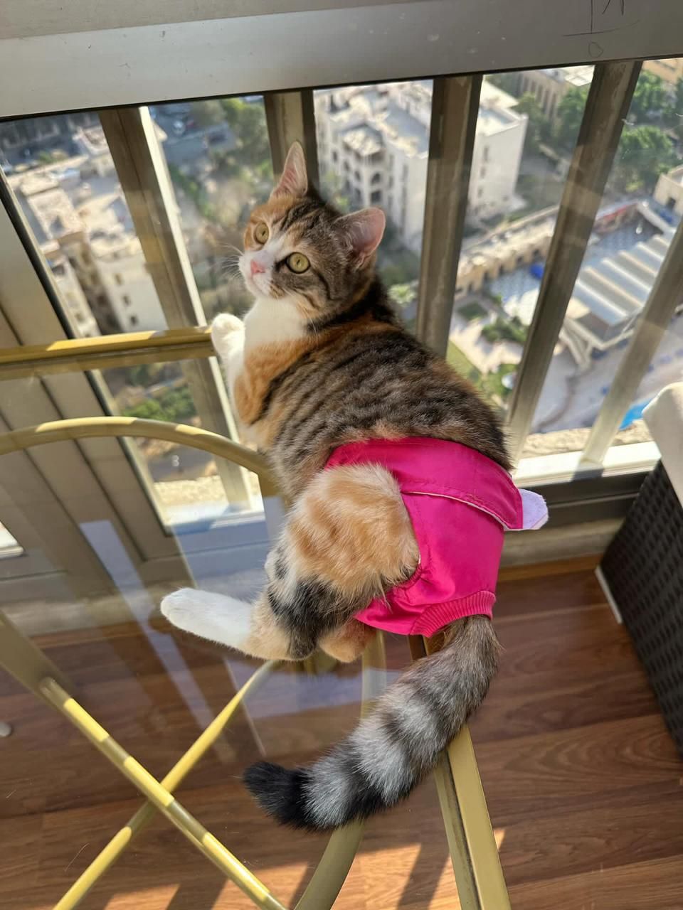Cat Diaper