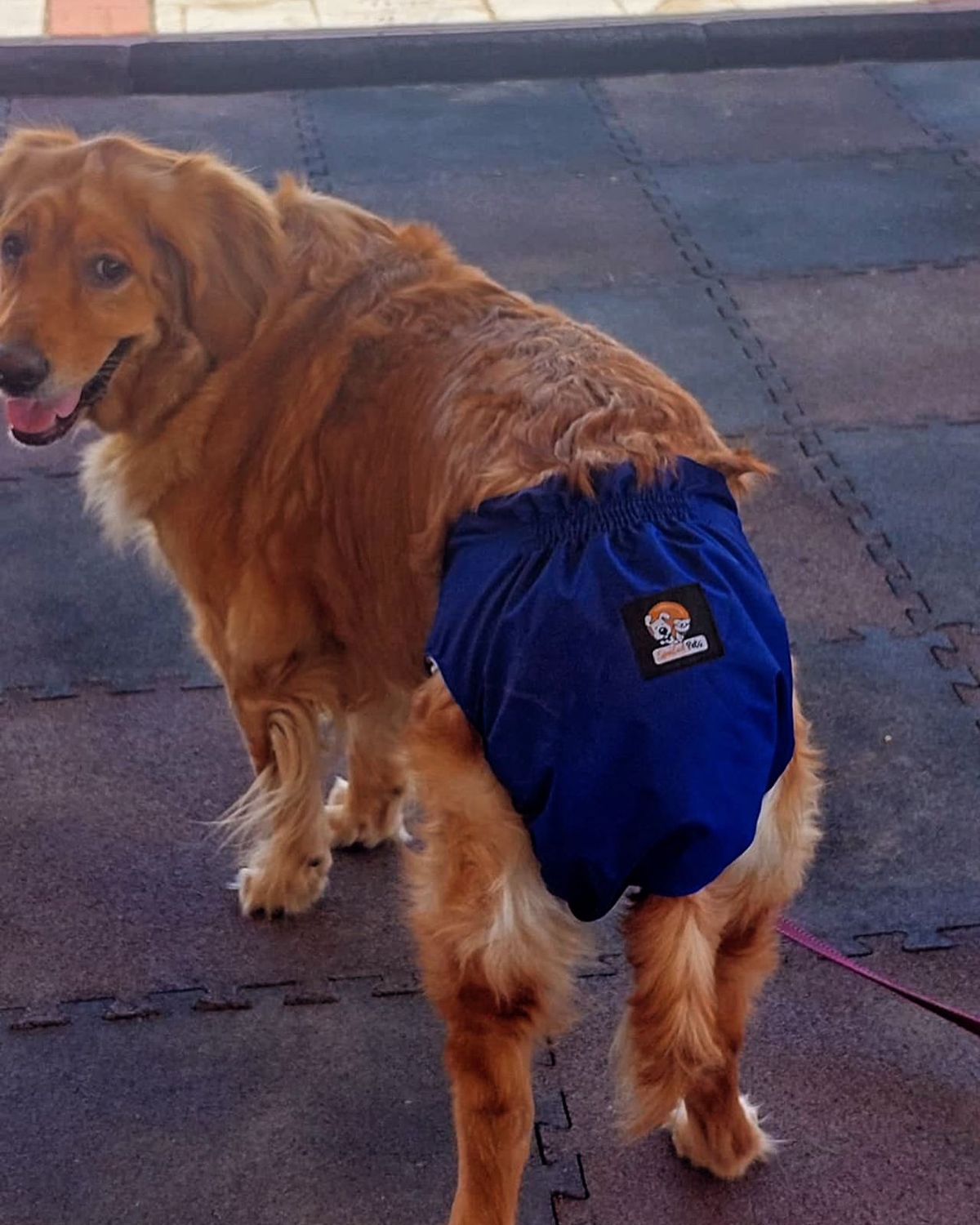 Male Dog - Full Diaper