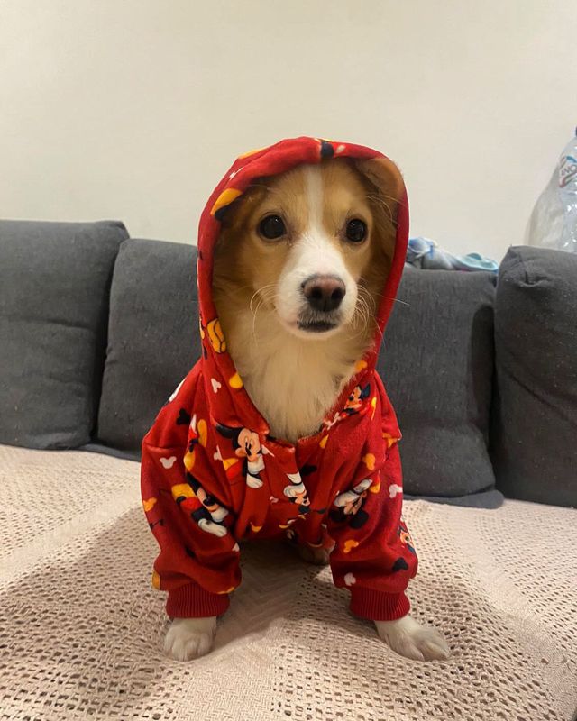 Mickey - Sweatshirt