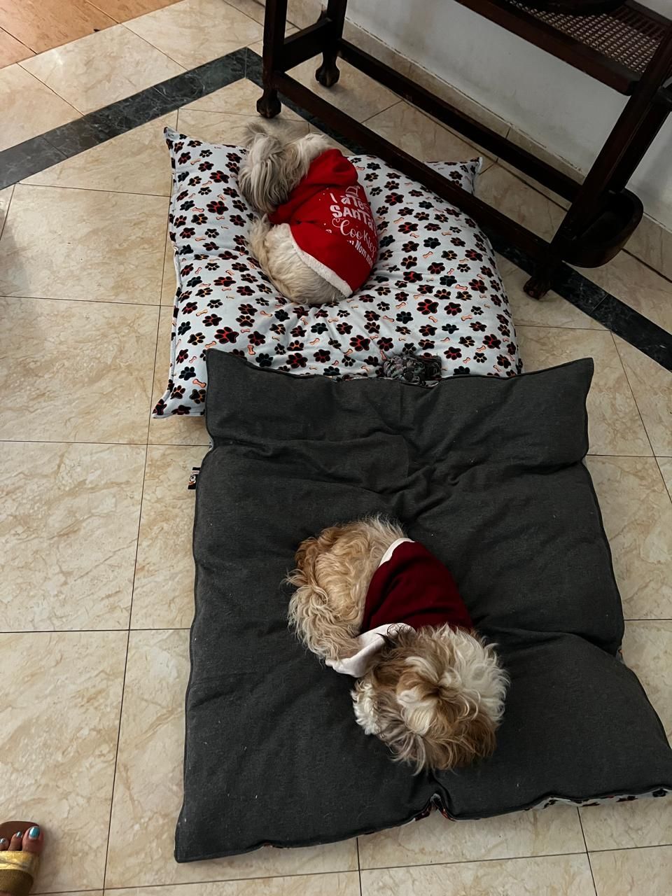 Paws - Cushion bed
