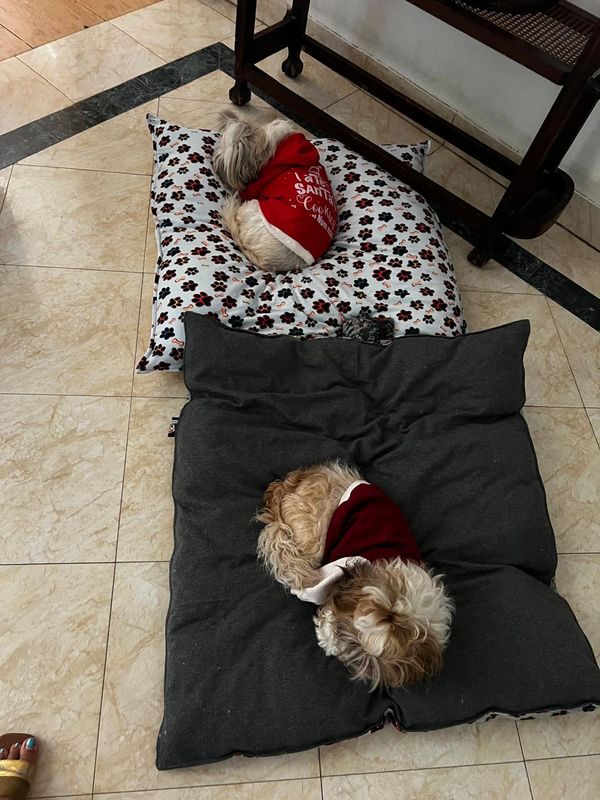 Paws - Cushion bed