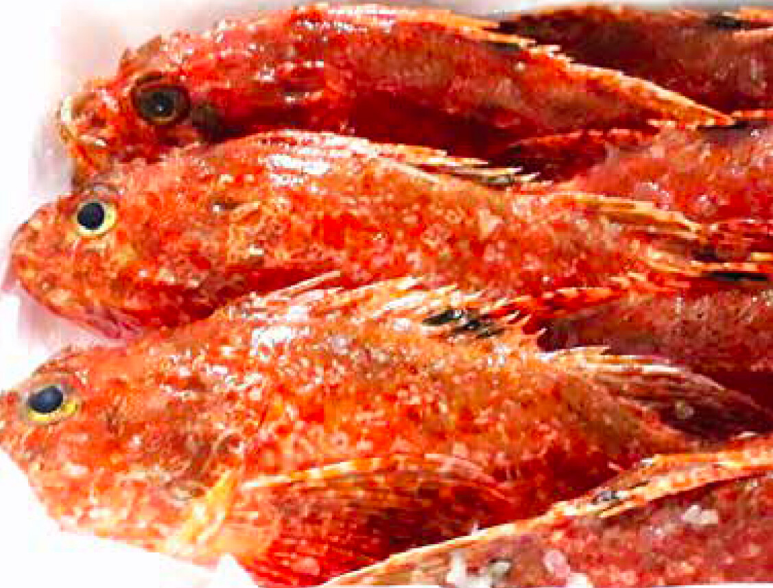 Rascasse Rouge / Scorpaena scrofa / Largescaled Scorpionfish / Cabracho / Escarapote / Scorfano