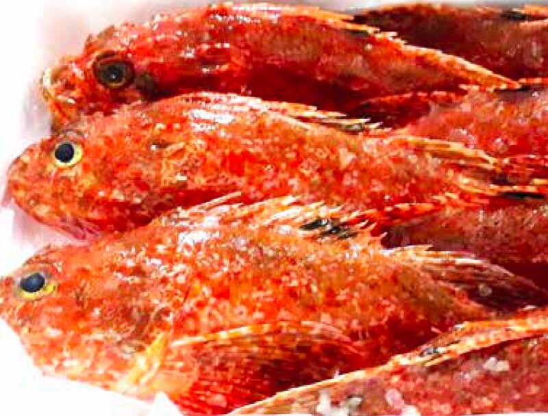 Rascasse Rouge / Scorpaena scrofa / Largescaled Scorpionfish / Cabracho / Escarapote / Scorfano
