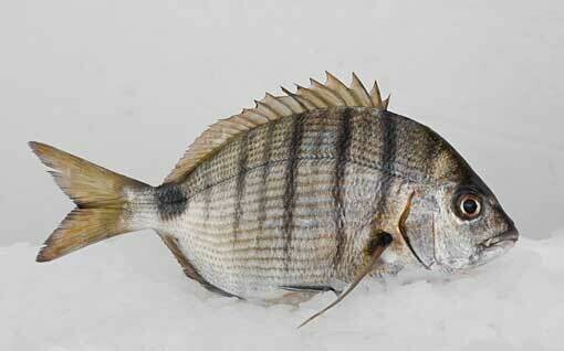 Sar Blanc /: Diplodus Sargus / Dorade blanche / Sargo / Sarago