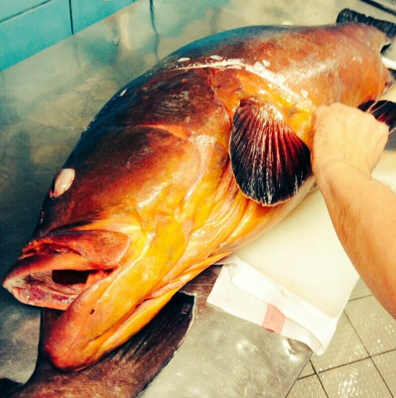 Merou jaune / Epinephelus marginatus