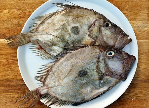 St Pierre de Mauritanie / Zeus Faber Mauritanicus / St Peter&#39;s fish / Pez de San Pedro / Pesce San Pi
