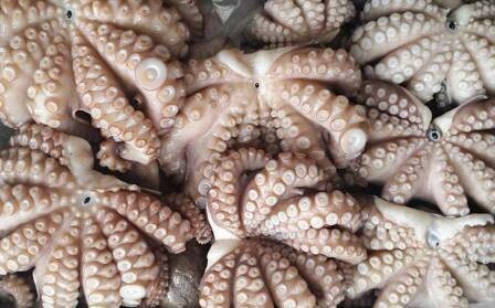 Poulpe / Pieuvre / Poulpe vulgaire / Poulpe / Polpo / Polpi