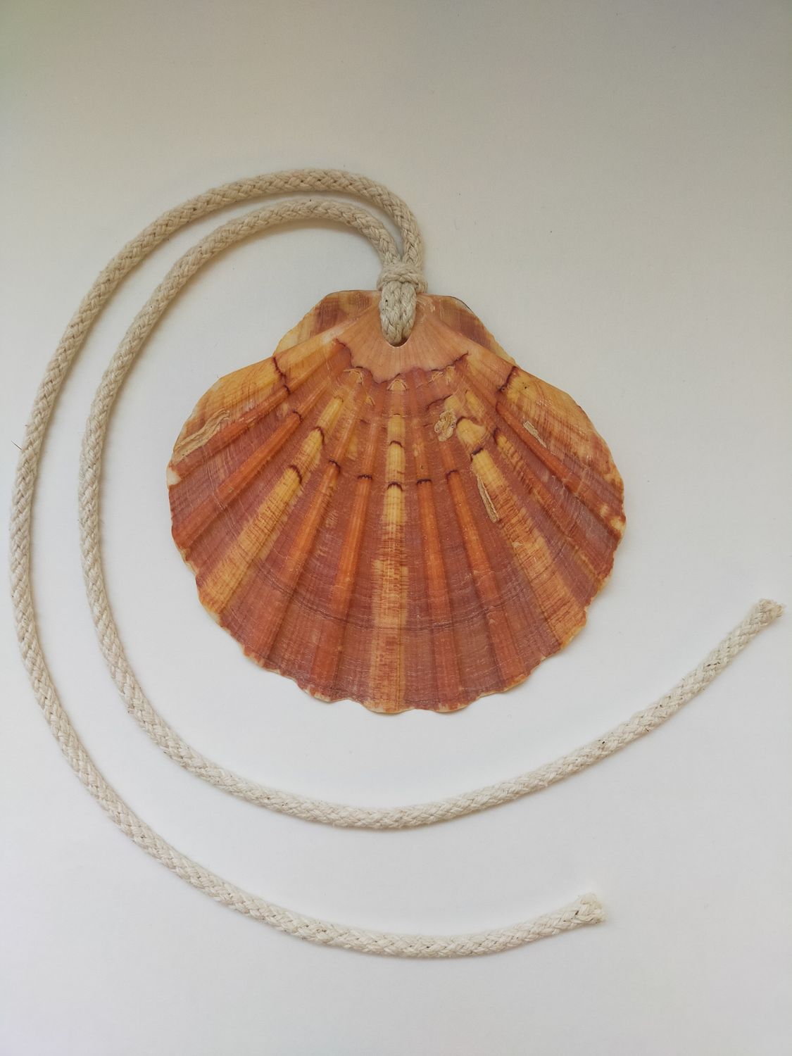 Jacobsschelp platte kant (met of zonder koord) Jacobsschelp platte kant (met of zonder koord)