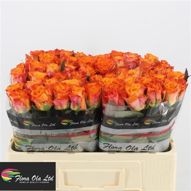 Rose MARIYO! (10 Stück)
