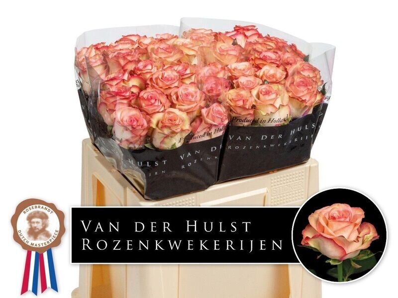 Rose Premium APRIKOLA (10 Stück) Rose Premium APRIKOLA (10 Stück)