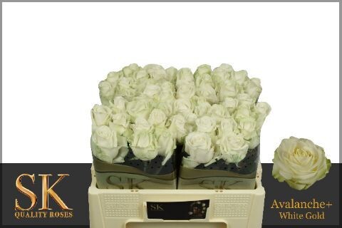 Rose AVALANCHE (10 Stück)