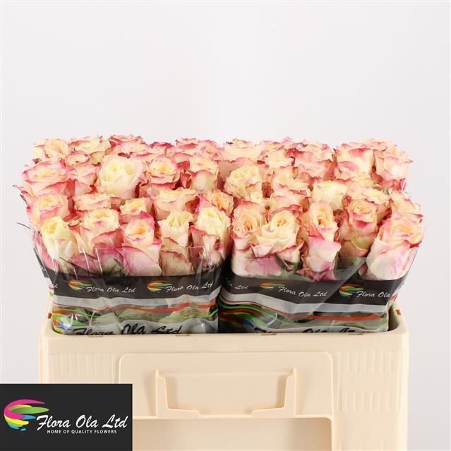 Rose CHAPEAU (10 Stück)