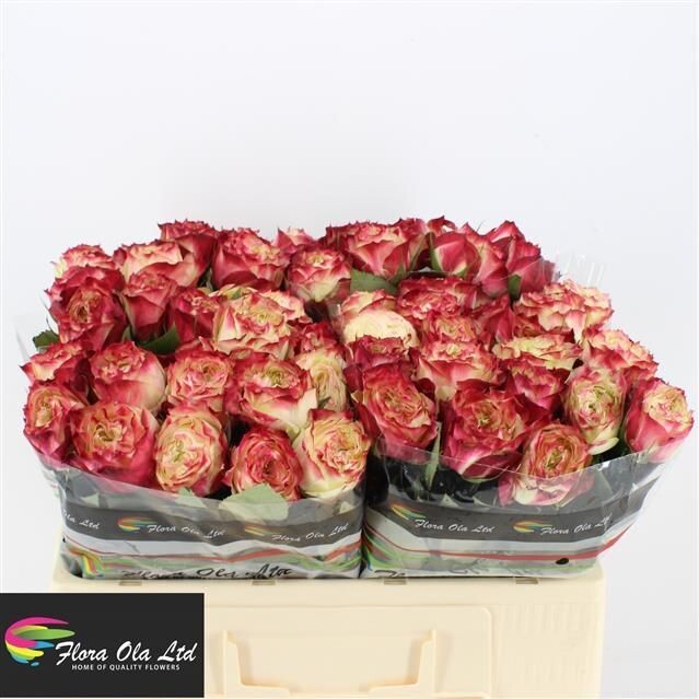 Rose APPLE JACK (10 Stück)
