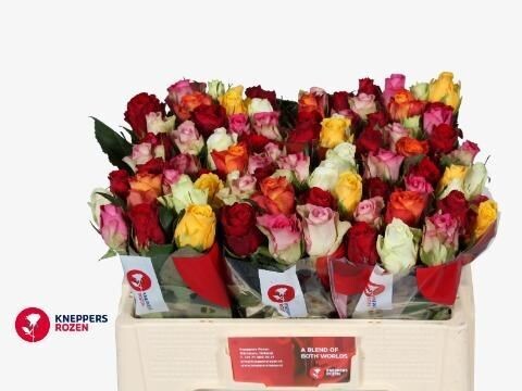 Rose gemischt - warme Mischung (10 Stück) Rose gemischt - warme Mischung (10 Stück)