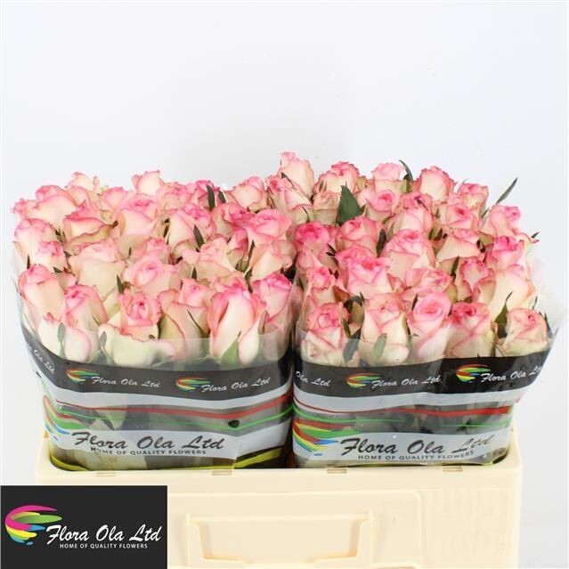 Rose JUMILIA (10 Stück)