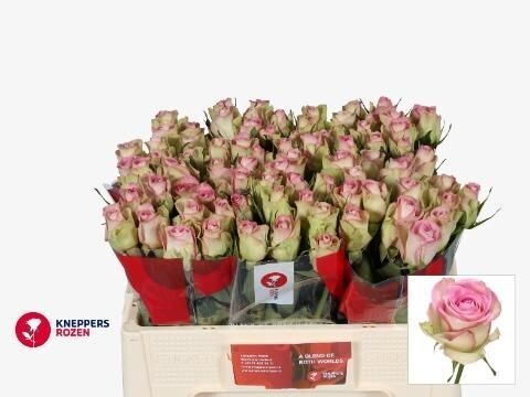 Rose LOVELY JEWEL (10 Stück)