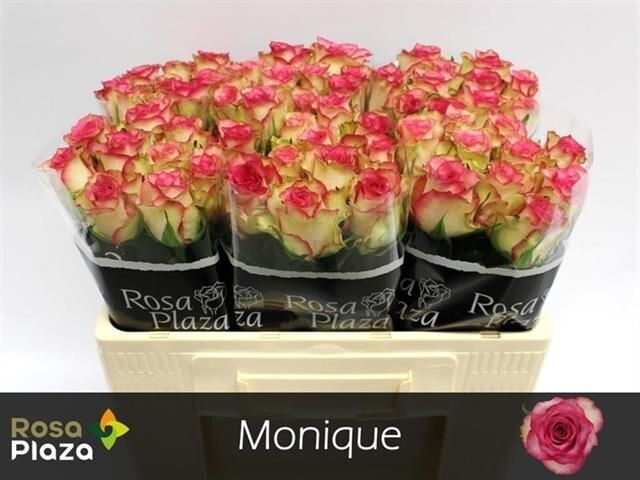 Rose MONIQUE (10 Stück)