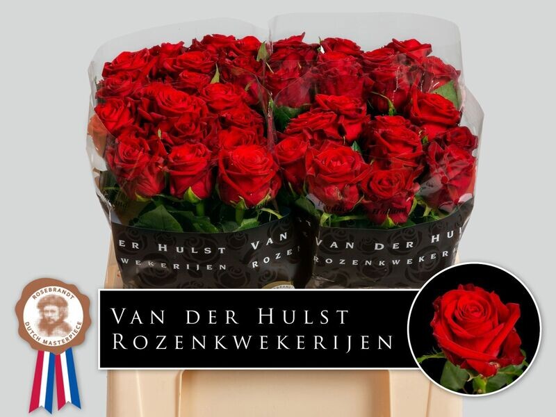 Rose Premium CON AMORE (10 Stück) Rose Premium CON AMORE (10 Stück)