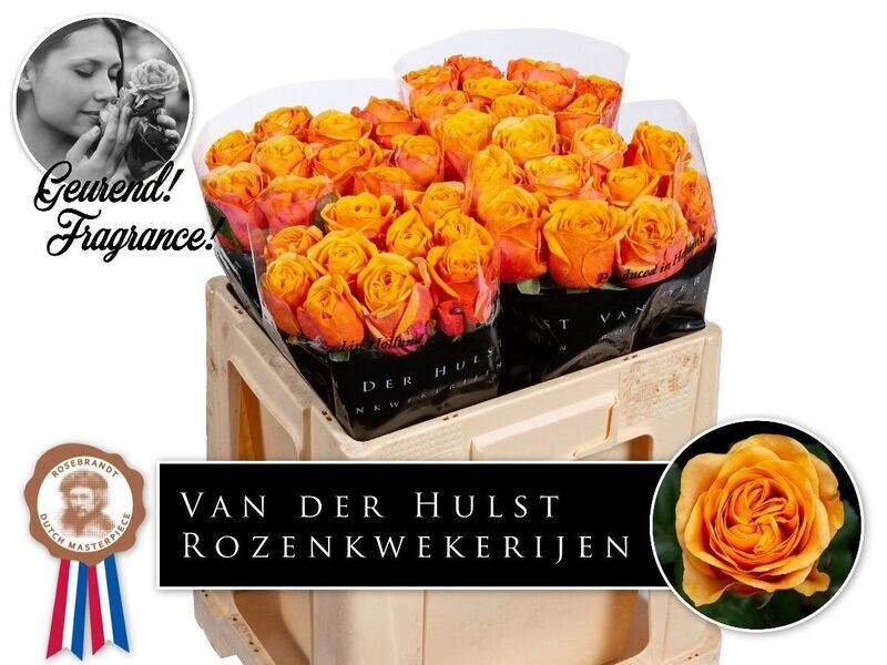Rose Premium HELIANA ORANGE (10 Stück) Rose Premium HELIANA ORANGE (10 Stück)