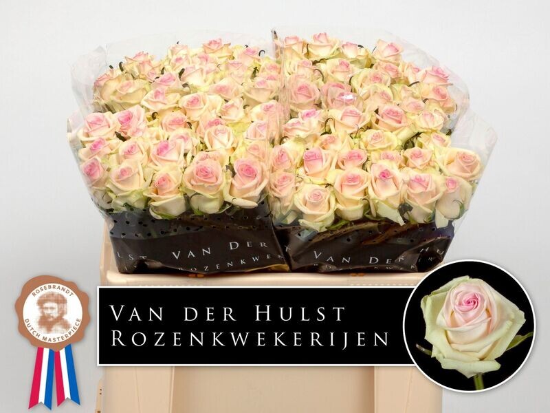 Rose Premium CUPCAKE (10 Stück) Rose Premium CUPCAKE (10 Stück)