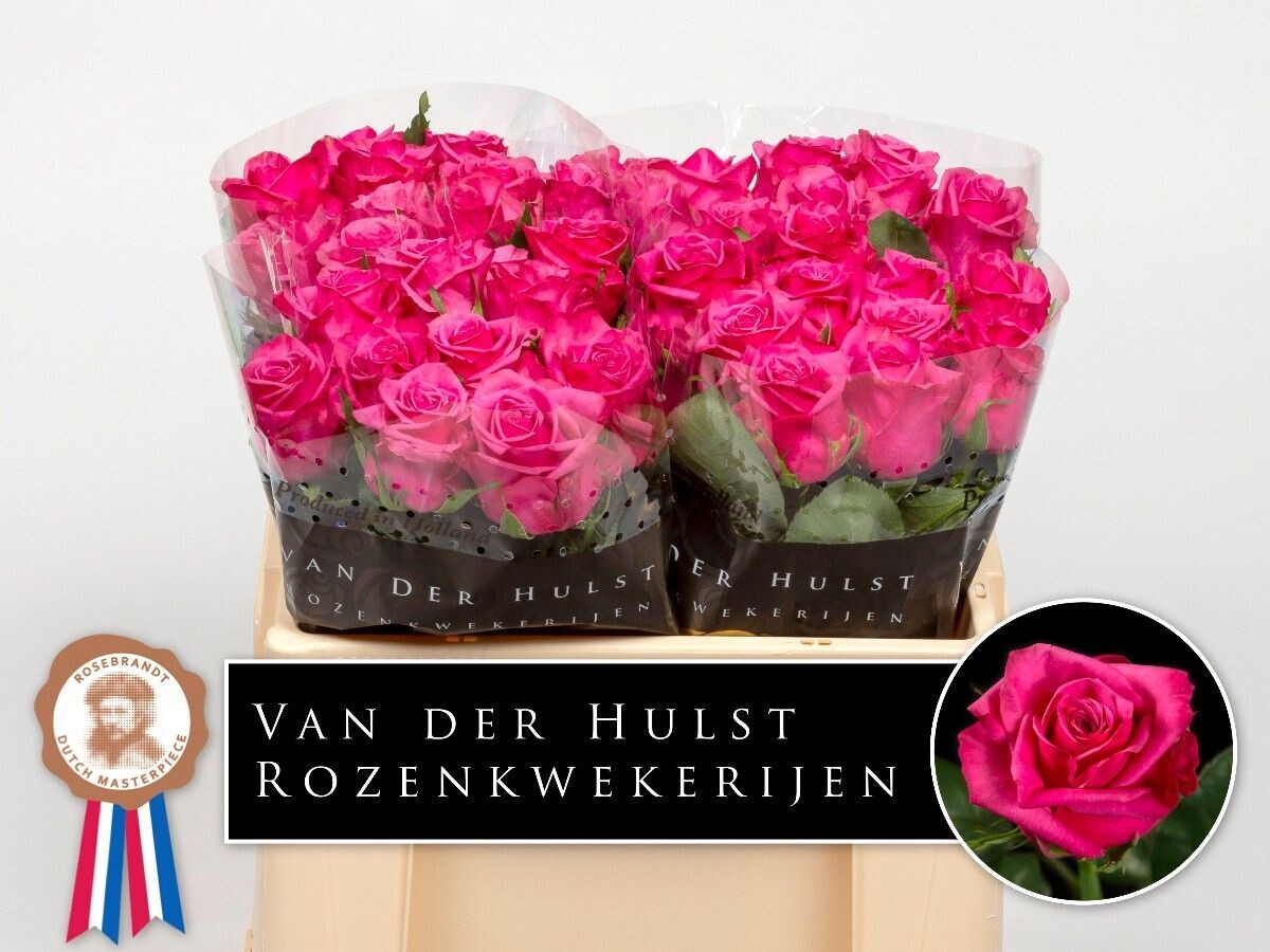 Rose Premium KISS ME KATE (10 Stück)