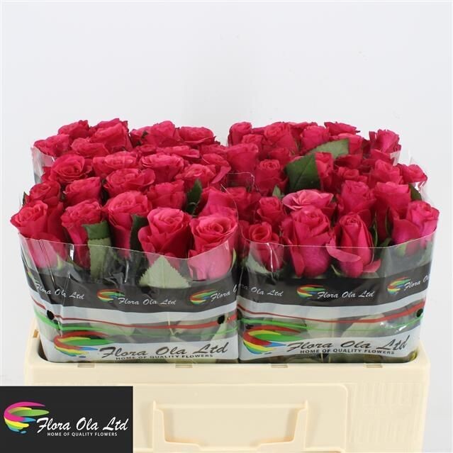 Rose TACAZZI (10 Stück)