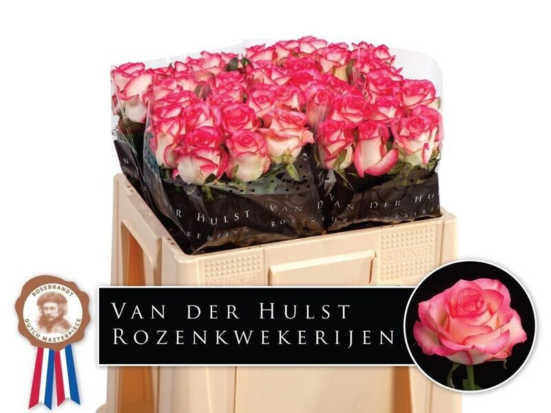 Rose Premium JUMILIA (10 Stück) Rose Premium JUMILIA (10 Stück)