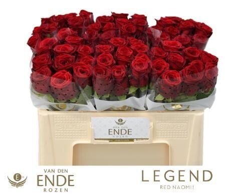 Rose Premium RED NAOMI! (10 Stück) Rose Premium RED NAOMI! (10 Stück)