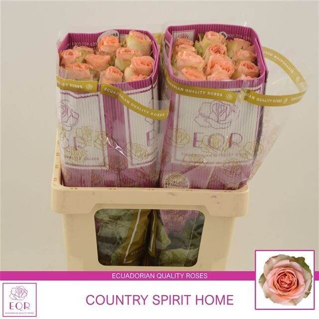 Rose E. Premium COUNTRY HOME - 1 Stück Rose E. Premium COUNTRY HOME - 1 Stück