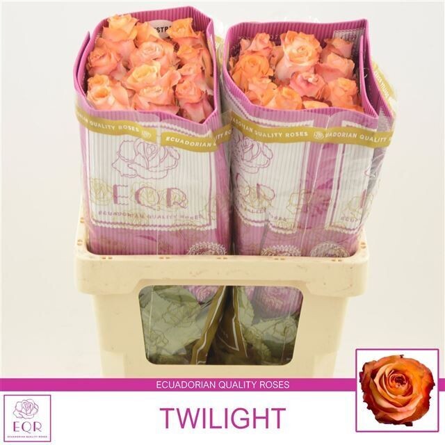 Rose E. Premium TWILIGHT@ -1 Stück Rose E. Premium TWILIGHT@ -1 Stück