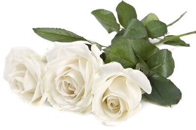 Standart Rosen