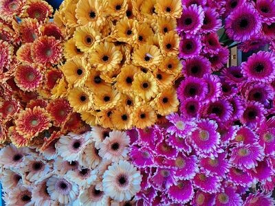 Gerbera