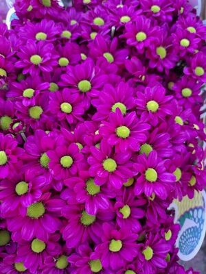 Verzweigte Chrysanthemen - klein