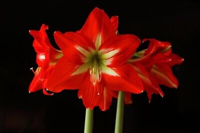 Amaryllis