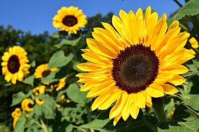 Sonnenblumen