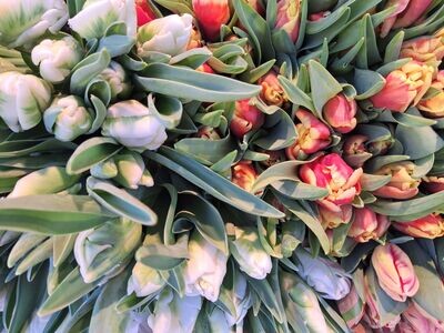 gefüllte Tulpen
