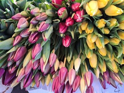 Einfache Tulpen