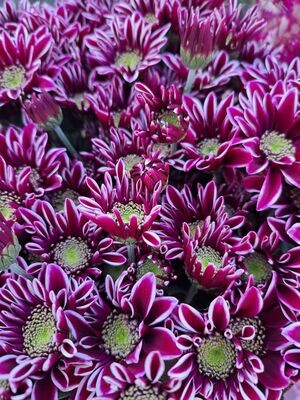 Verzweigte Chrysanthemen - groß