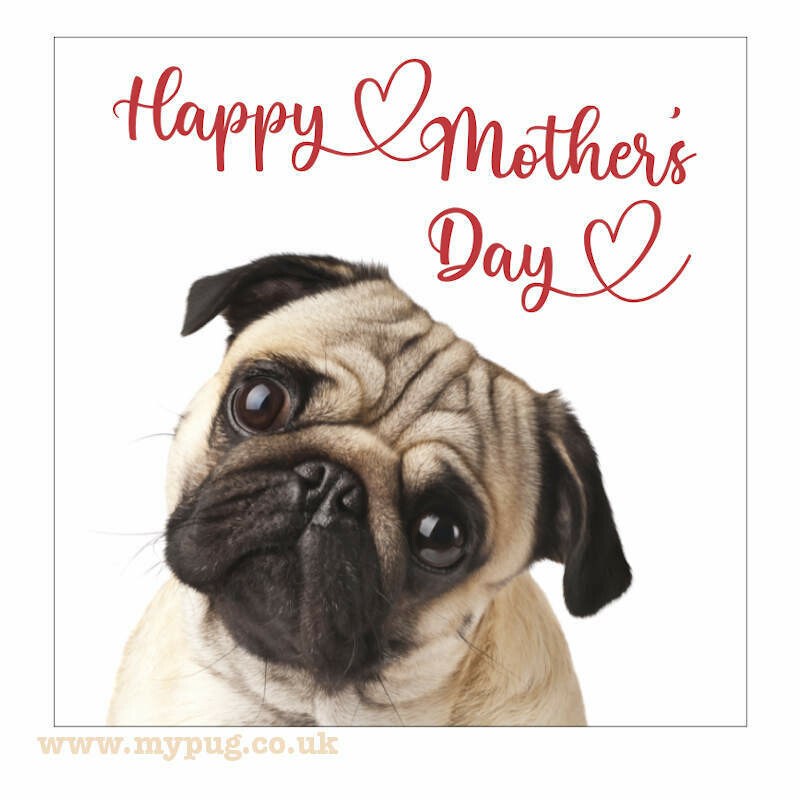 Pug Mother&#39;s Day Card