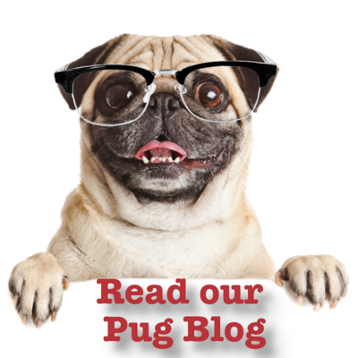 Pug Blog